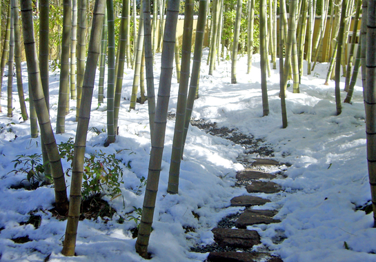 雪の竹林