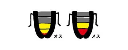 蛍の光、オスとメスの違い。