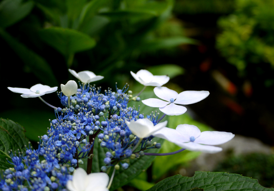 紫陽花(あじさい)