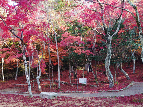2020紅葉